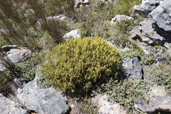 Aspalathus ericifolia ericifolia