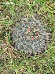 Ferocactus macrodiscus