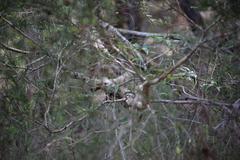 Melaleuca nodosa