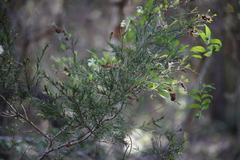 Melaleuca nodosa