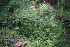 Ottochloa gracillima