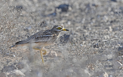 Burhinus oedicnemus