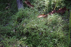 Ottochloa gracillima