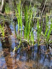 Carex vesicaria