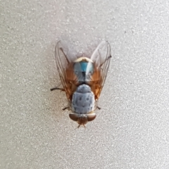 Calliphora augur