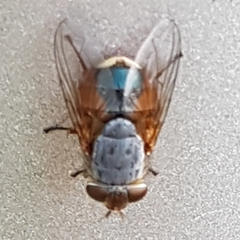 Calliphora augur