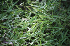 Ottochloa gracillima