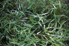 Ottochloa gracillima