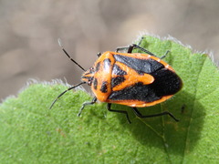 Agonoscelis rutila