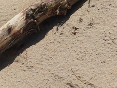 Microbembex monodonta