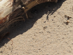 Microbembex monodonta