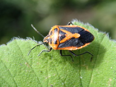 Agonoscelis rutila