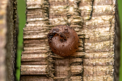 Oestophorella buvinieri