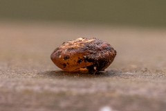 Oestophorella buvinieri