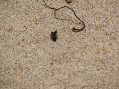Aculeata