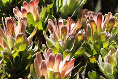 Mimetes fimbriifolius