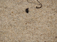 Aculeata