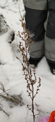Artemisia vulgaris