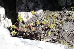 Crassula coccinea