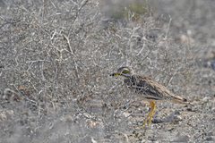 Burhinus oedicnemus