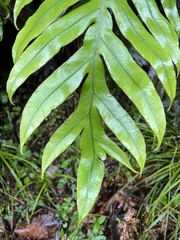 Blechnum colensoi