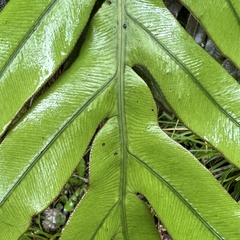 Blechnum colensoi