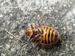 Agonoscelis rutila