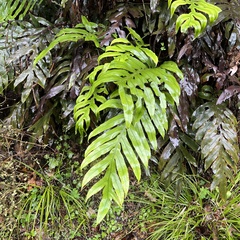 Blechnum colensoi
