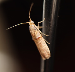 Hypargyria metalliferella