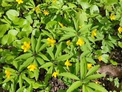 Anemonoides ranunculoides
