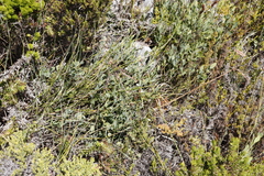 Montinia caryophyllacea