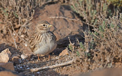 Alaudala rufescens