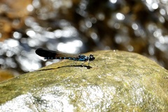 Heliocypha perforata