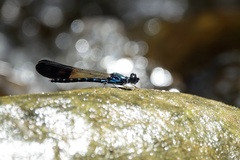 Heliocypha perforata