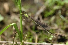 Ischnura asiatica
