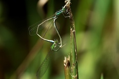 Ischnura asiatica