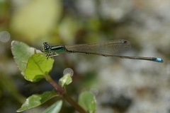 Ischnura asiatica