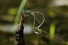 Ischnura asiatica