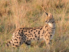 Leptailurus serval lipostictus