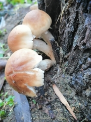 Cyclocybe cylindracea