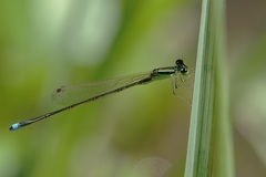 Ischnura asiatica