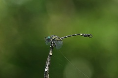 Lamelligomphus formosanus