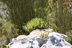 Chrysocoma coma-aurea