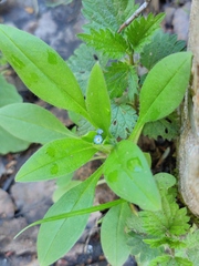 Myosotis sparsiflora