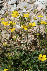 Potentilla grandiflora