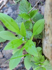 Myosotis sparsiflora