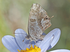 Cacyreus fracta