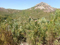 Protea burchellii × laurifolia