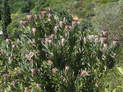 Protea burchellii × laurifolia