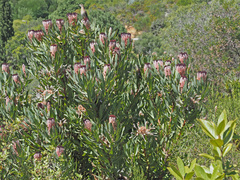 Protea burchellii × laurifolia